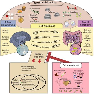 Emerging epigenetic dynamics in gut-microglia brain axis: experimental and clinical implications for accelerated brain aging in schizophrenia